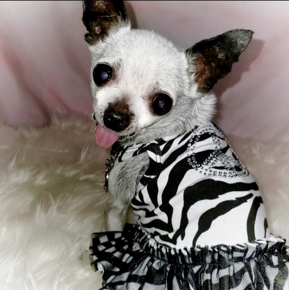 Meet your Posher, Rahjeena - Picture 9 of 16